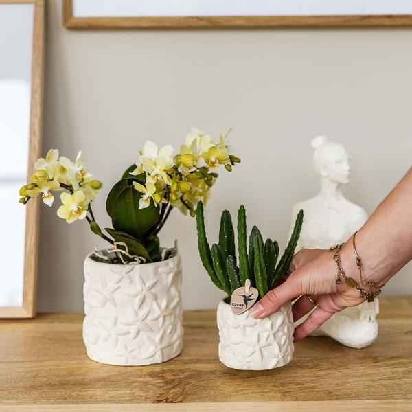 Image of Aasblume – Stapelia – Zimmerpflanze – Ø6cm – Exotische & pflegeleichte Sukkulente – Seltene Kaktusart für Wohnzimmer, Büro & Pflanzenliebhaber-1