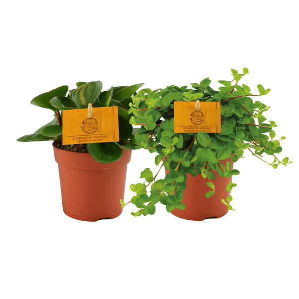 Image of Peperomia Duo Zwergpfeffer – Zimmerpflanze – 2 Pflanzen – Ø10cm – Höhe ca. 15cm – Pflegeleichte Grünpflanze für Wohnung & Büro-0