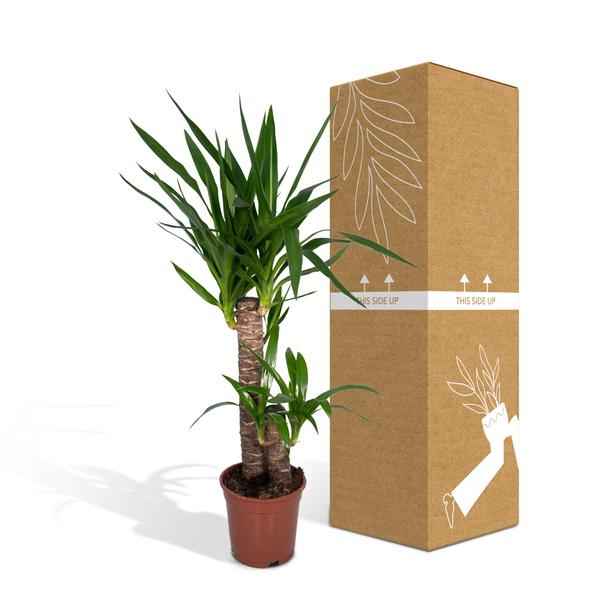 Image of Palmlilie Yucca Elephantipes Zimmerpflanze Ø17cm ↕85cm – pflegeleichte Grünpflanze für Wohnzimmer, Büro & helle Standorte kaufen-4