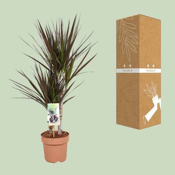 Image of Drachenbaum Dracaena Magenta Zimmerpflanze Ø17cm ↕80cm – pflegeleichte Grünpflanze für Wohnzimmer, Büro & helle Standorte kaufen-2