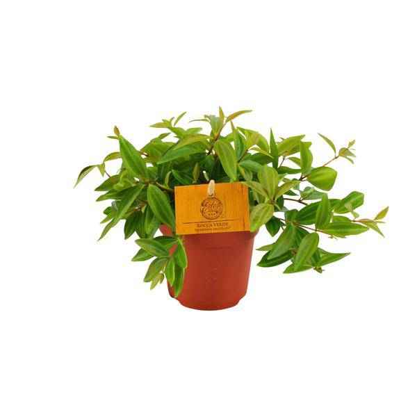 Image of Peperomia 'Angulata Rocca Vivace' – Zwergpfeffer Zimmerpflanze – Ø11cm – ca. 15cm hoch – Pflegeleichte Blattschmuckpflanze für schattige Innenräume – Kompakt & dekorativ-0