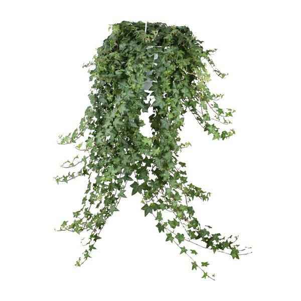 Image of Hedera Helix Pitsburg – Efeu Hängepflanze – Zimmerpflanze Ø24cm – ca. 70cm Länge – Luftreinigende Kletterpflanze für drinnen-1