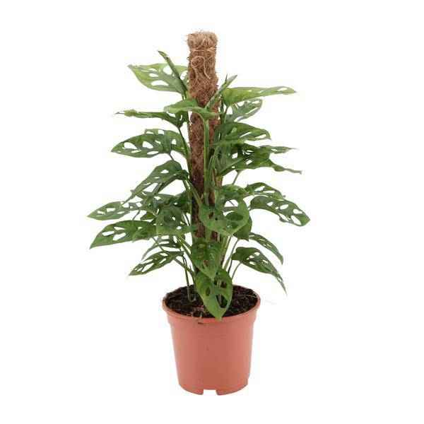 Image of Fensterblatt Monstera Monkey Leaf Zimmerpflanze Ø17cm ↕60cm – pflegeleichte Grünpflanze für Wohnzimmer, Büro & helle Standorte kaufen-0