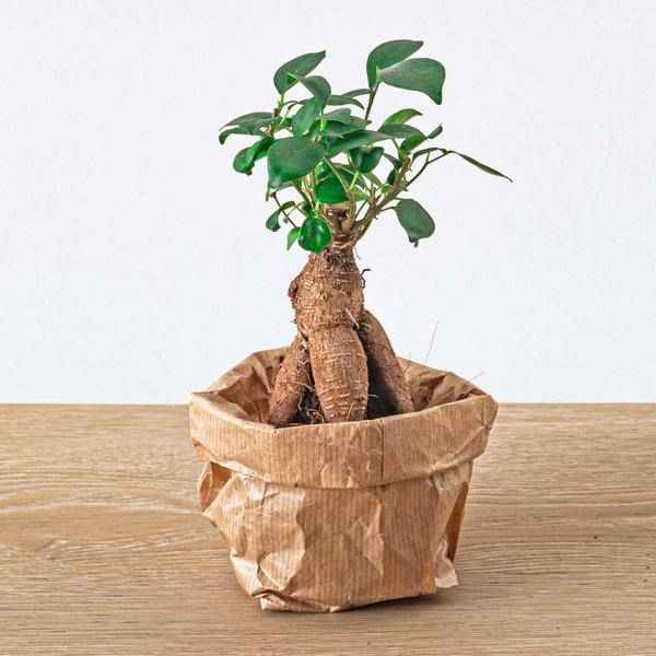 Image of Flaschengarten Ficus Ginseng Bonsai – pflegeleichter Flaschengarten im Glas, Pflanzen Terrarium für Wohnzimmer & Büro-3