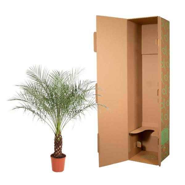 Image of Zwerg – Dattelpalme Phoenix Roebelenii Zimmerpflanze Ø32cm ↕150cm – tropische Grünpflanze für Wohnzimmer, Büro & helle Standorte kaufen-2