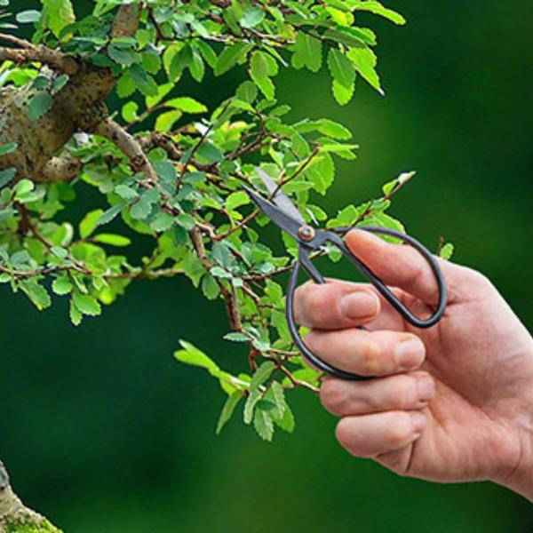 Image of Bonsai Schere L Zimmerpflanze – pflegeleichte Grünpflanze für Wohnzimmer, Büro & helle Standorte kaufen-0