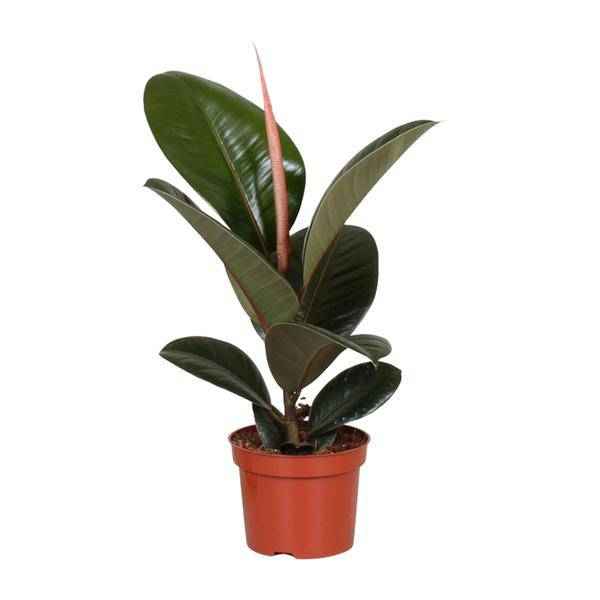 Image of Gummibaum Ficus Elastica Robusta Zimmerpflanze Ø12cm ↕35cm – pflegeleichte Grünpflanze für Wohnzimmer, Büro & helle Standorte kaufen-0