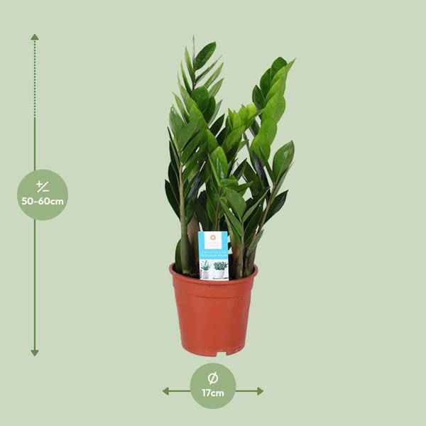 Image of Glücksfeder – Zamioculcas Zamiifolia – Ø17cm – ca. 60cm hoch – pflegeleichte Zimmerpflanze für halbschattige Standorte – luftreinigende Grünpflanze-1