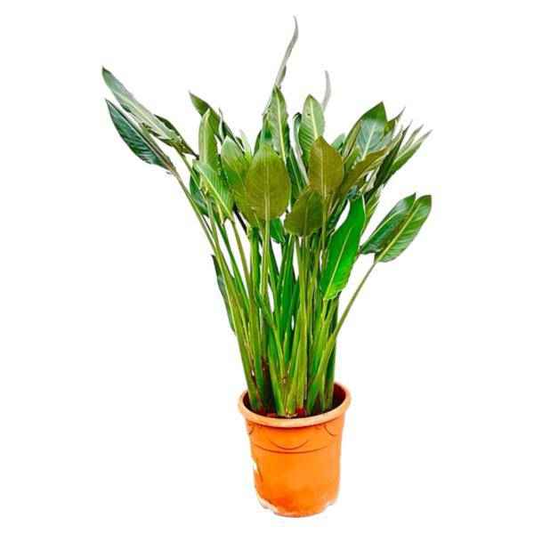 Image of Strelitzia Reginae – Paradiesvogelblume – Zimmerpflanze 160cm – Ø30cm – Exotische Pflanze mit orangefarbenen Blüten – Pflegeleicht