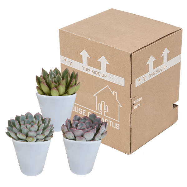Image of Steinrose Echeveria Mischung Zimmerpflanze Ø8,5cm mit dekorativem Übertopf – pflegeleichte Sukkulente für Wohnzimmer, Büro & helle Standorte