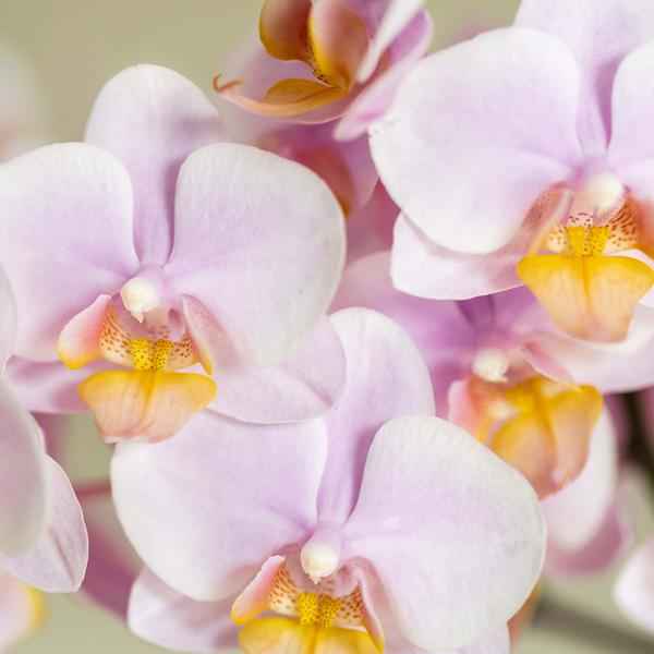 Image of Rosa Orchidee Phalaenopsis Andorra & Sukkulente im Keramik – Topf inkl. Tablett – Pflanzenset Valentine Gradience Pink
