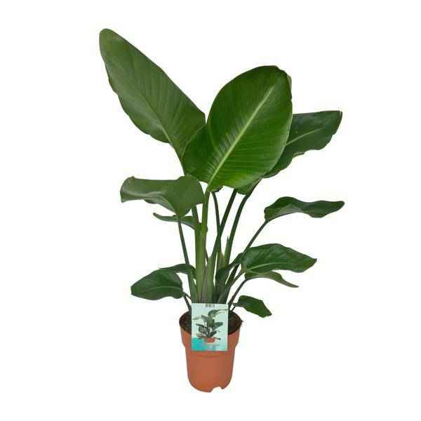 Image of Strelitzia Nicolai Zimmerpflanze Ø19cm ↕90cm – tropische Grünpflanze für Wohnzimmer, Büro & helle Standorte kaufen
