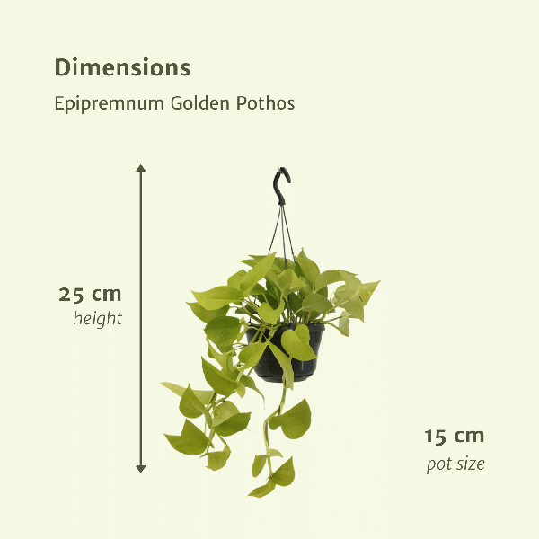 Image of Efeutute – Epipremnum Golden Pothos – Scindapsus – Zimmerpflanze – Ø15cm – ca. 25cm hoch – 2 Pflanzen – pflegeleichte Kletter