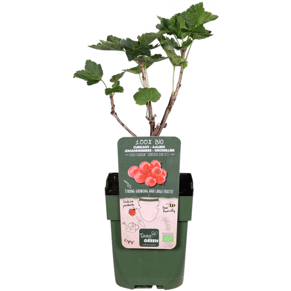 Image of Rote Bio Johannisbeere – Ribes rubrum ‘Jonkheer van Tets’ – Ø13cm – ca. 45cm hoch – Frühe Sorte mit hohem Ertrag – Saure & frische Beeren – winterharte Beerenpflanze-2