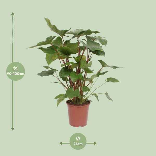 Image of Homalomena Rubescens Maggy Zimmerpflanze Ø24cm ↕90cm – pflegeleichte Grünpflanze für Wohnzimmer, Büro & helle Standorte kaufen