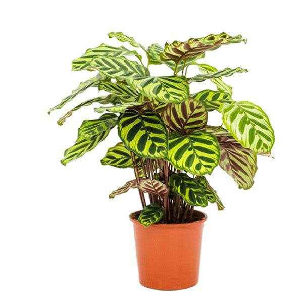 Image of Pfauen – Korbmarante Calathea Makoyana Zimmerpflanze Ø17cm ↕55cm – pflegeleichte Grünpflanze für Wohnzimmer, Büro & helle Standorte kaufen-0