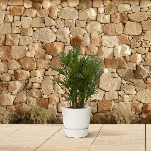 Image of Chamaerops Humilis – Zwergpalme – mehrstämmig – Mediterrane Zimmer – und Gartenpflanze – Ø45cm – ↕180cm