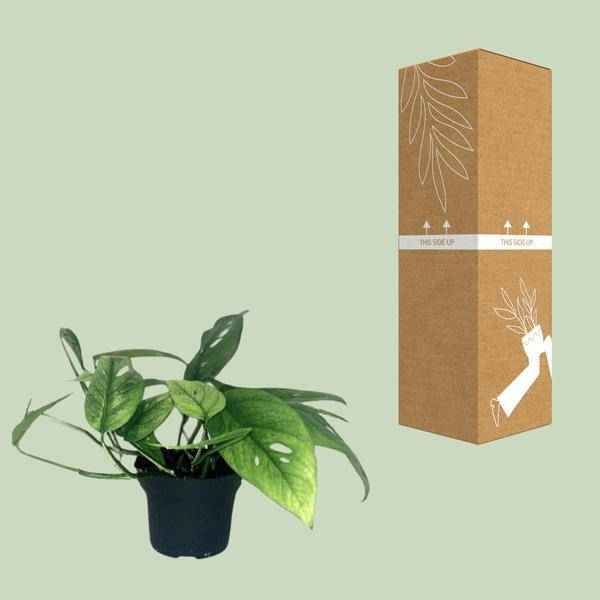 Image of Efeutute Epipremnum Cebu Blue – Ø12cm – ↕20cm – Seltene Zimmerpflanze mit blaugrünem Blattwerk – Pflegeleichte & luftreinigende Rankpflanze für Wohnzimmer & Büro