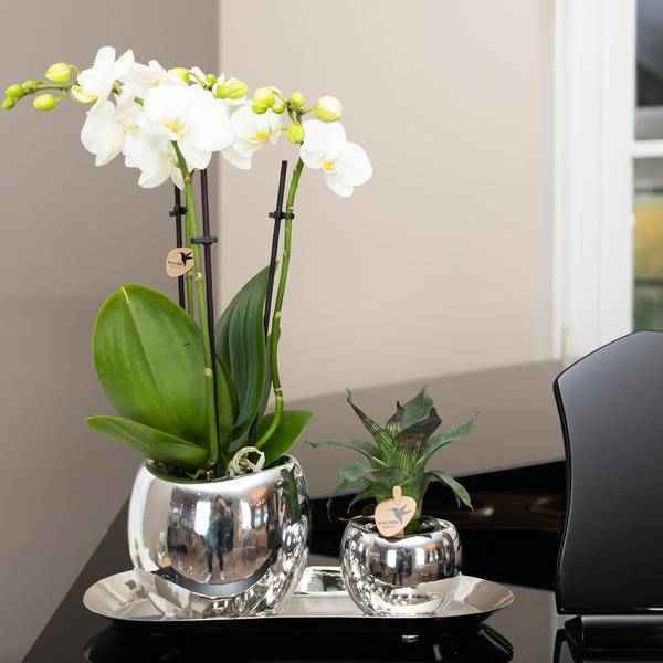 Image of Ovales Tablett – Silber – Ø30cm – Dekoschale aus Metall – Für Pflanzen, Orchideen & Wohnaccessoires – Stilvolle Pflanzunterlage-2