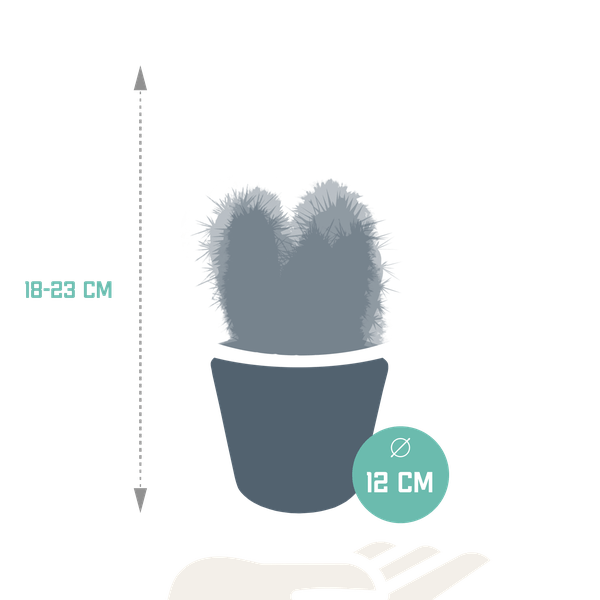 Image of Cereus Mix – 3Zimmerpflanzen – Ø10,5cm – Verschiedene Säulen – & Stabkakteen im weißen Topf – Pflegeleichte Kakteen für Fensterbank, Büro & Wohnzimmer-1