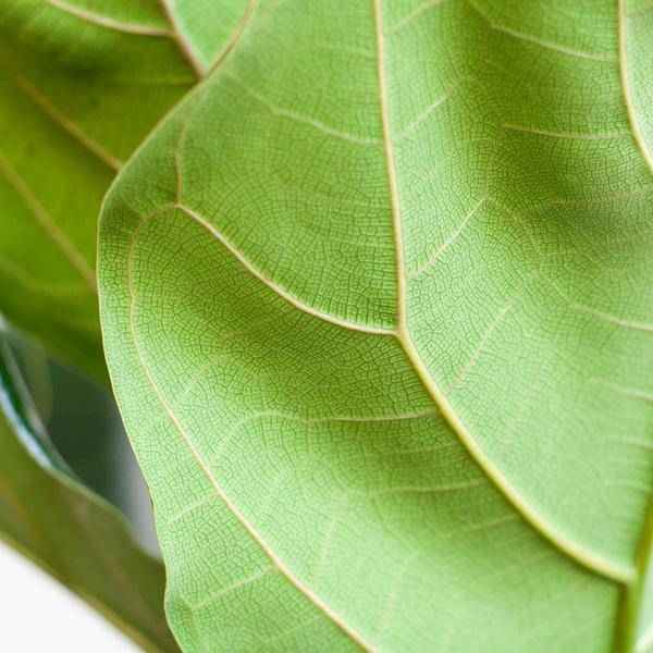 Image of Ficus Lyrata – Geigen – Feige Zimmerpflanze – ca. 80cm hoch – Ø21cm – große dekorative Blätter – inkl. Seegras Korb Sofia Natur-3
