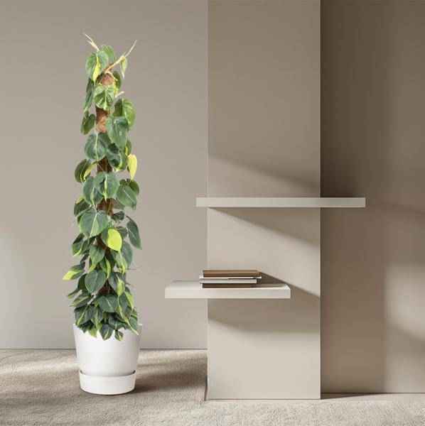 Image of Baumfreund – Philodendron Scandens Brasil 150cm – Ø27cm – Kletterpflanze mit Moosstock – Herzförmige Blätter-3