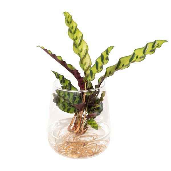 Image of Korbmarante Calathea Insignis – Hydroponische Zimmerpflanze im Kingston – Glas – Ø12cm – 30cm Höhe – grünes dekoratives Laub-0