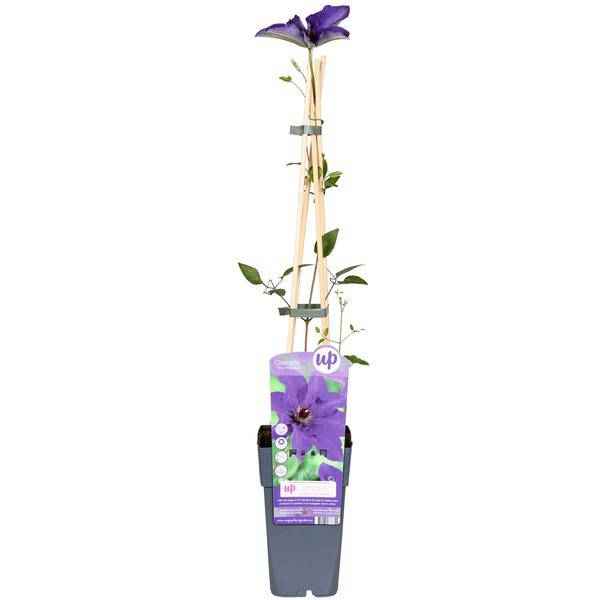 Image of Waldrebe Kletterpflanze Ø15cm ↕65cm – winterharte Pflanze für Garten, Balkon, Terrasse, Kübel & Beet online kaufen
