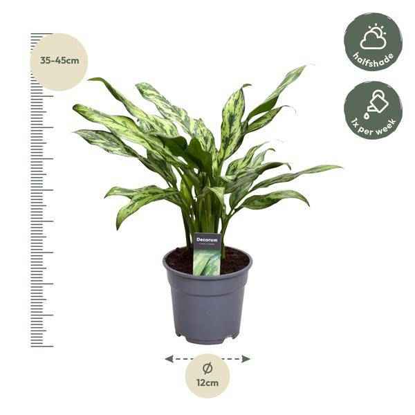 Image of Aglaonema Juliette – Kolbenfaden – Zimmerpflanze – Tropische Blattschmuckpflanze – Pflegeleicht – Exotische Dekopflanze – ↕40cm – Ø12cm