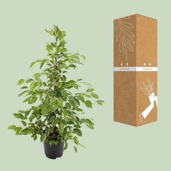 Image of Birken-Feige Ficus benjamina Goldenking – Zimmerpflanze – Ø21cm – Ca. 95cm – Glänzende Blätter – Pflegeleicht – Für Halbschatten & Innenräume