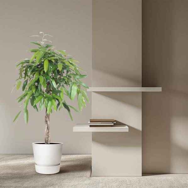 Image of Ficus Amstel King – Schmalblättriger Gummibaum – 140cm hoch – Ø30cm – Zimmerpflanze mit geflochtenem Stamm – Pflegeleicht & luftreinigend-3