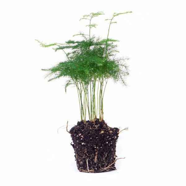 Image of Zierspargel Asparagus Setaceus Plumosus Zimmerpflanze – pflegeleichte Grünpflanze für Wohnzimmer, Büro & helle Standorte kaufen-3