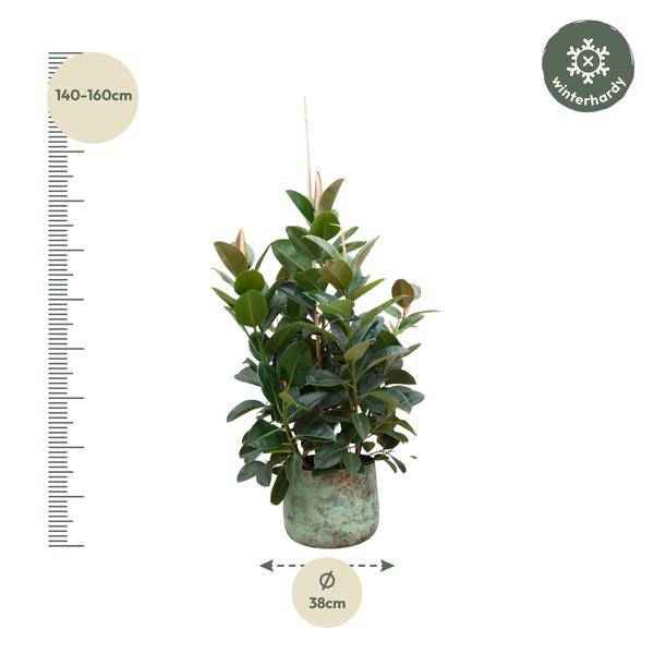Image of Gummibaum – Ficus Robusta – Zimmerpflanze 150cm – Ø38cm – XXL – Pflanze mit großen dunkelgrünen Blättern – Kübelpflanze für Wohnzimmer & Büro