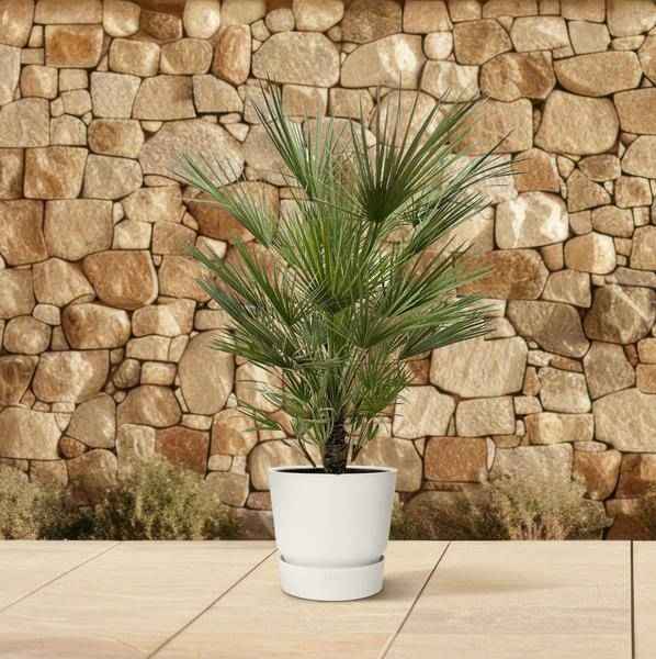 Image of Grüne Zwergpalme – Chamaerops Humilis 150cm – Ø30cm – Europäische frostbeständige Palme – Mediterrane Zimmer – & Gartenpflanze für Innen-3