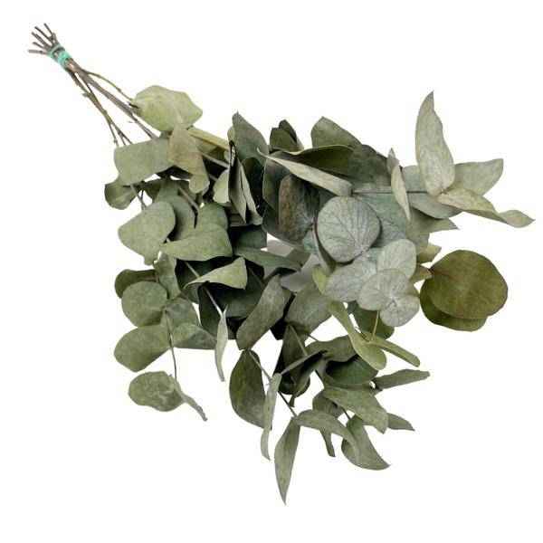 Image of Getrocknete Blumen – Eukalyptus Cinerea – 6 Stück – ↕50cm – Trockenblumen Zweige in Grau – Grün – Langlebig & pflegeleicht – Vase Tisch DIY Deko