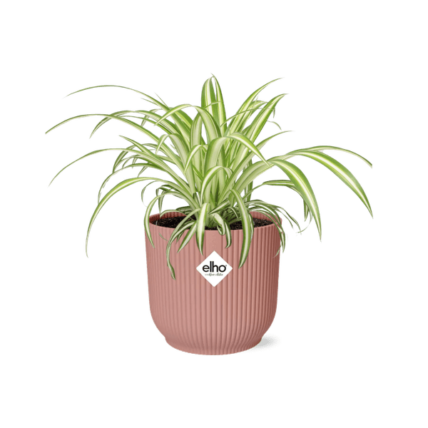 Image of Grünlilie Chlorophytum Comosum Variegatum Zimmerpflanze Ø12cm Ø14cm – pflegeleichte Grünpflanze für Wohnzimmer, Büro & helle Standorte kaufen-0