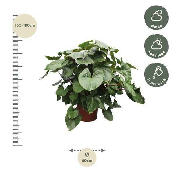 Image of Herzblatt Homalomena Rubescens Maggy Zimmerpflanze Ø60cm ↕170cm – pflegeleichte Grünpflanze für Wohnzimmer, Büro & helle Standorte kaufen-1