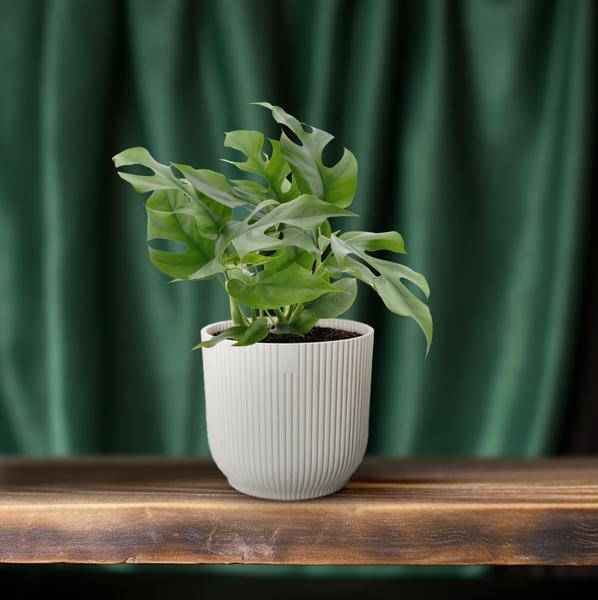 Image of Fensterblatt – Monstera Minima – Zimmerpflanze – Ø12cm – Höhe ca. 25cm – Tropische Kletterpflanze mit gespaltenen Blättern