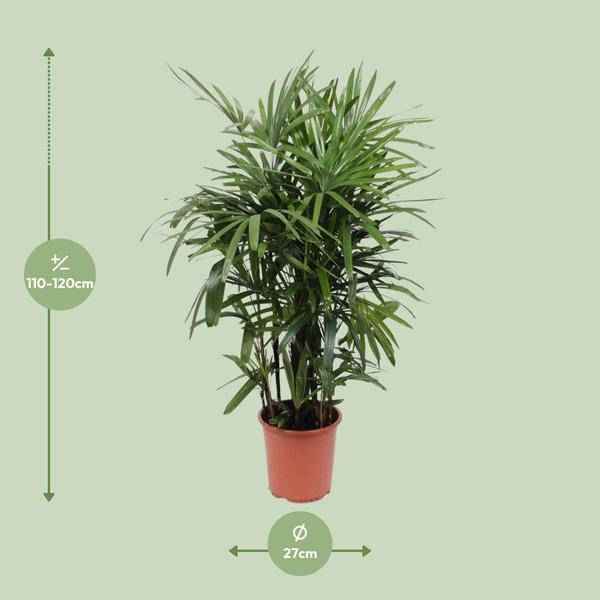 Image of Steckenpalme – Rhapis excelsa – Lady Palm – Ø27cm – Höhe ca. 120cm – Pflegeleichte Zimmerpalme – Luftreinigende tropische Pflanze für Innenräume-1