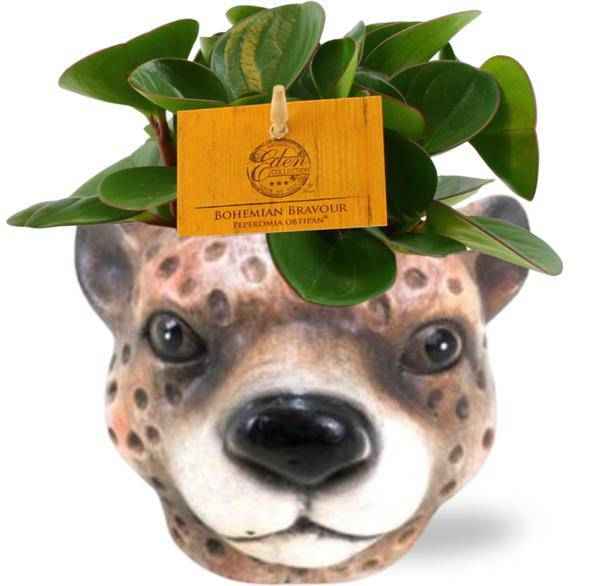 Image of Peperomia Obtipan – Zwergpfeffer – Zimmerpflanze – Ø11cm – ca. 15cm hoch – In Keramiktopf Leopard Braun Ø12x9,5cm – Pflegeleicht & dekorativ