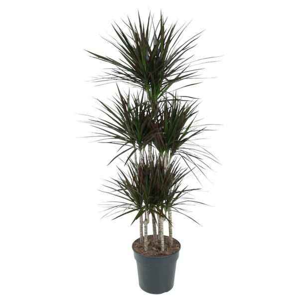 Image of Drachenbaum Zimmerpflanze Ø31cm ↕150cm – pflegeleichte Grünpflanze für Wohnzimmer, Büro & helle Standorte kaufen-0