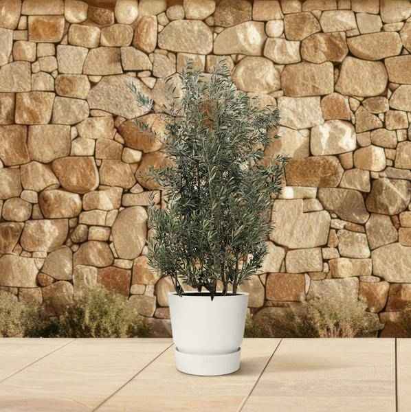 Image of Olivenbaum Olea europaea Strauch mediterrane immergrüne Kübelpflanze Gartenpflanze Ø50cm ↕225cm – Pflanze für Garten, Balkon, Terrasse, Kübel-3