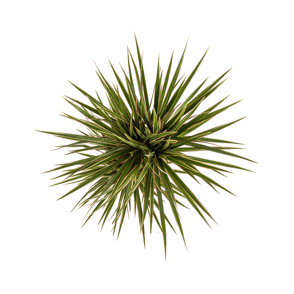 Image of Drachenbaum – Dracaena Marginata Bicolor – Zimmerpflanze – Ø17cm – ↕60cm – Elegant & pflegeleicht-1