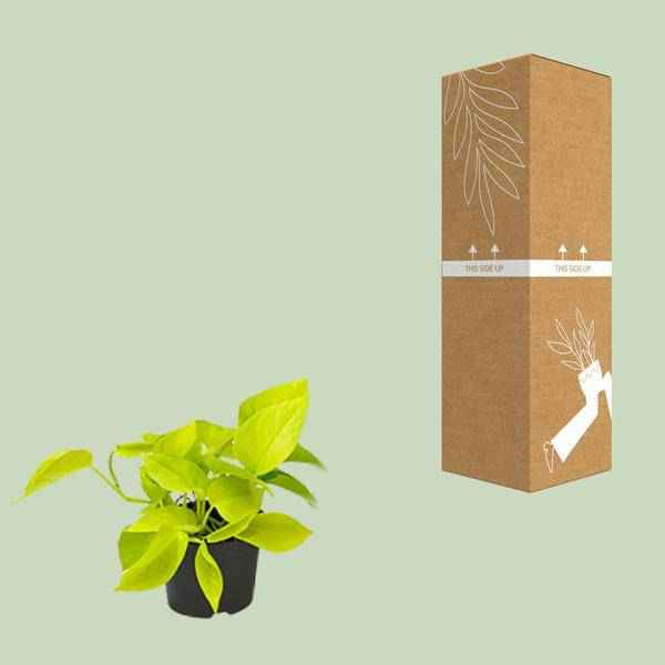 Image of Efeutute Epipremnum Golden Pothos – Ø12cm x H15cm – Herzförmige Blätter mit goldgelber Zeichnung – Pflegeleichte Zimmerpflanze – Für Halbschatten-2