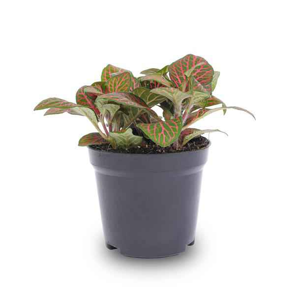 Image of Fittonia Rot – Mosaikpflanze – Zimmerpflanze – Terrarienpflanze – Ø9cm – Tropische Pflanze mit roten & grünen Blättern