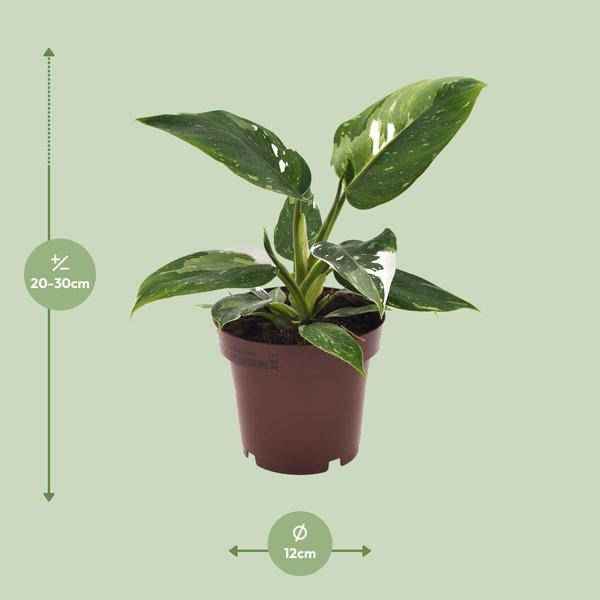 Image of Philodendron White Princess Zimmerpflanze Ø12cm ↕25cm – pflegeleichte Grünpflanze für Wohnzimmer, Büro & helle Standorte kaufen
