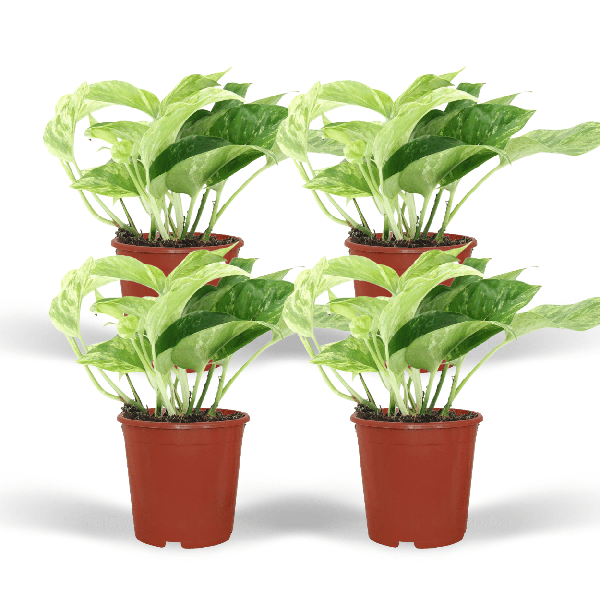 Image of Efeutute Epipremnum Marble Queen Zimmerpflanze Ø12cm – pflegeleichte Grünpflanze für Wohnzimmer, Büro & helle Standorte kaufen-0