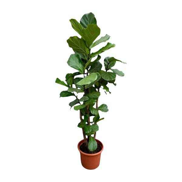 Image of Geigen – Feige – Ficus Lyrata – Zimmerpflanze 200cm – Ø40cm – XXL – Designpflanze mit großen geigenförmigen Blättern – Pflegeleicht-0