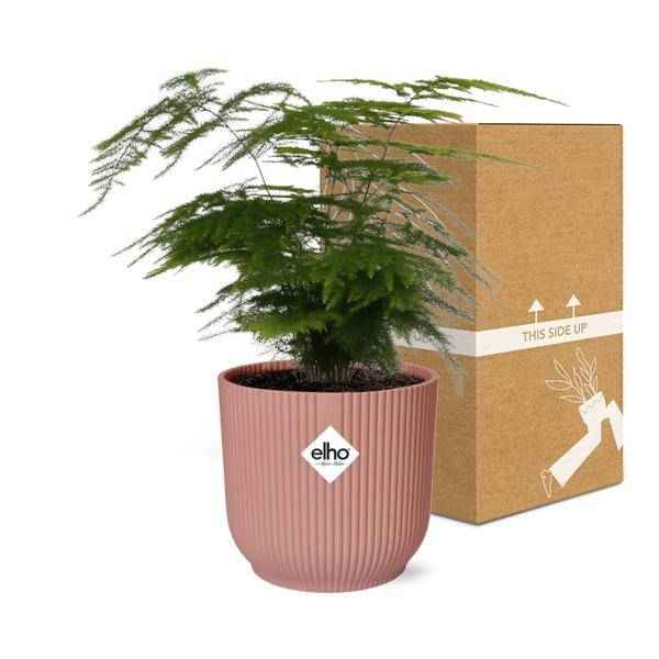 Image of Feder – Spargel Asparagus Setaceus Plumosus Zimmerpflanze Ø12cm Ø14cm – pflegeleichte Grünpflanze für Wohnzimmer, Büro & helle Standorte kaufen-2