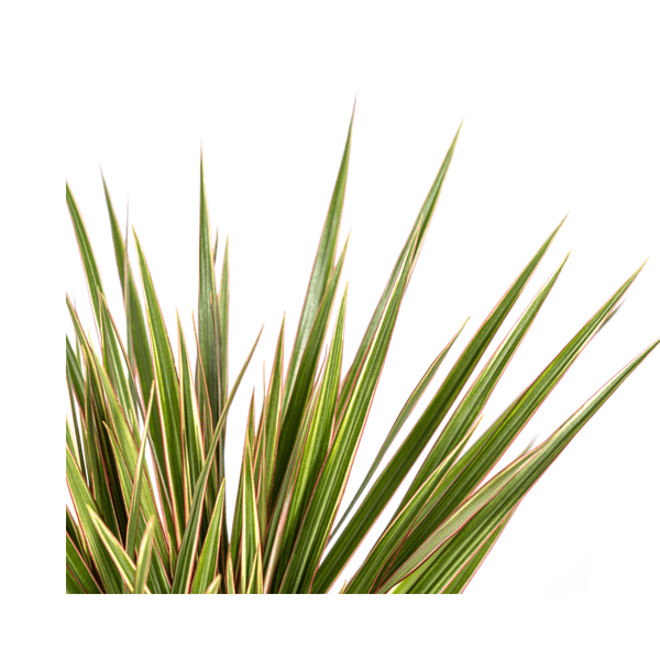 Image of Drachenbaum – Dracaena Marginata Bicolor – Zimmerpflanze – Ø17cm – ↕60cm – Elegant & pflegeleicht-2